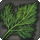 Fennel icon1.png