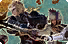 Dungeons (Lv. 91-99) icon1.png