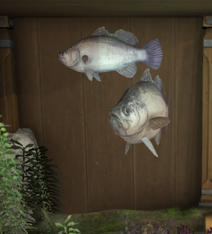 File:Yanxian Barramundi tank 2.png