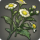 Chamomile icon1.png