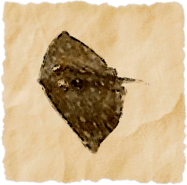 File:Butterfly ray.png