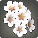 White cherry blossom corsage icon1.png