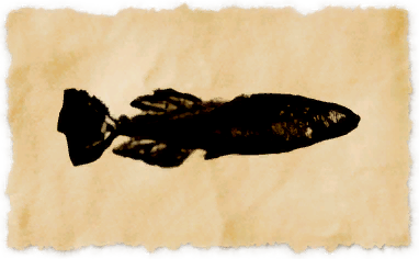 File:Misty killifish.png