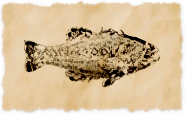 File:Sun bass.png