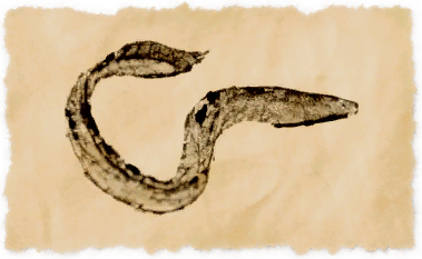 File:Lamprey.png
