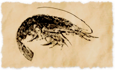 File:Rose shrimp.png