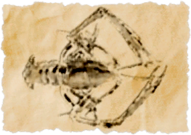 File:Macrobrachium lar.png