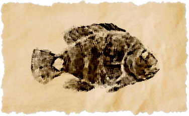 File:Xd'aa talat cichlid.png