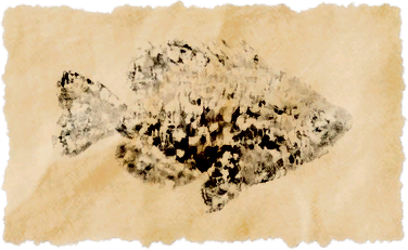 File:Moon croppie.png