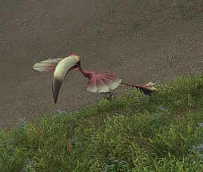 File:Wild Chamrosh.jpg