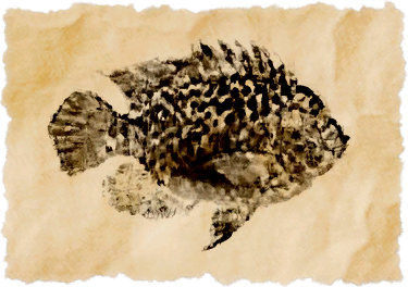 File:Pyariyoanaan cichlid.png
