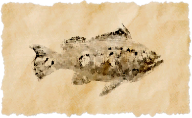 File:Hunu peacock bass.png