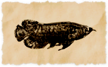 File:Bleached bonytongue.png