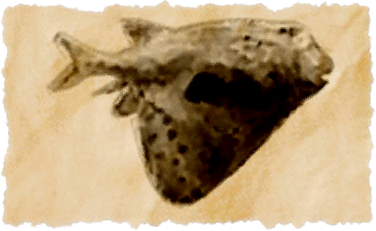 File:Keeled fugu.png