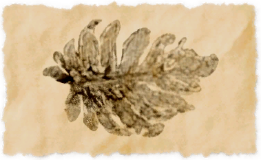 File:Rothlyt kelp.png