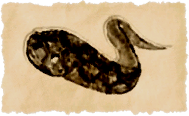 File:Pale panther.png