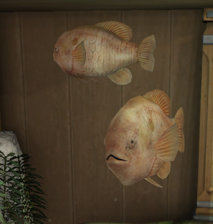 File:Longear Sunfish tank 2.png