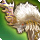 Ixion icon1.png