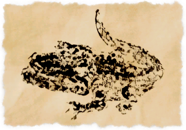 File:Caiman.png
