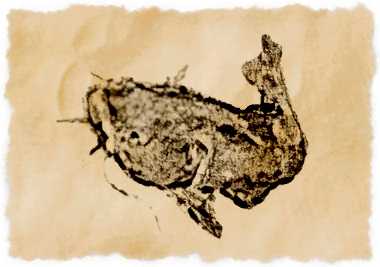 File:Desert catfish.png