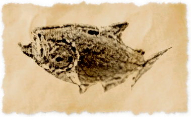 File:Bronze lake trout.png