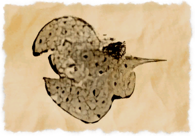 File:Greenstream loach.png