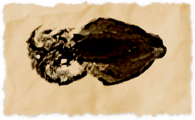 File:Arrowhead (fish).png