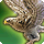 Round lanner icon1.png
