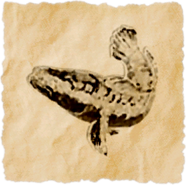 File:Floral snakehead.png