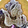 Maulskull card icon1.png