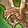 Mounts - Final Fantasy XIV A Realm Reborn Wiki - FFXIV / FF14 ARR Community Wiki and Guide