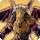 Hrodric poisontongue card icon1.png
