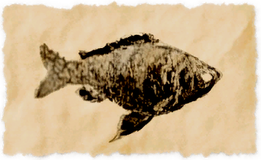 File:Golden cichlid.png