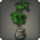 Potted umbrella fig icon1.png
