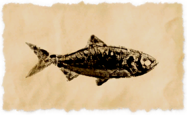 File:Bonytail chub.png