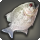 Splendid piranha icon1.png