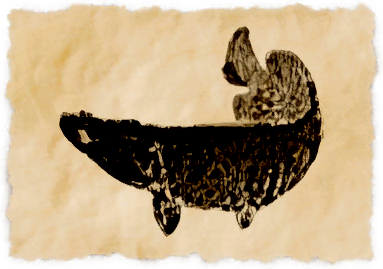 File:Anpa's handmaid.png