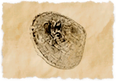 File:Rock mussel.png