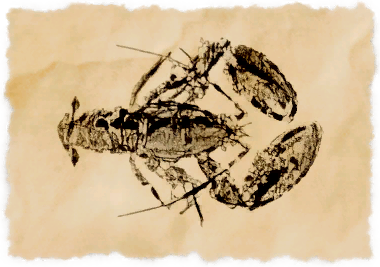 File:Yalm lobster.png