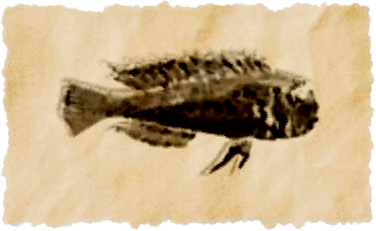 File:Rasa fish.png