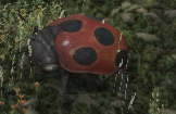 Carrier Ladybug.png