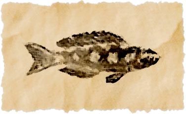 File:Checkered cichlid.png