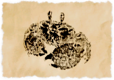 File:Mitten crab.png