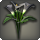 Black arums icon1.png
