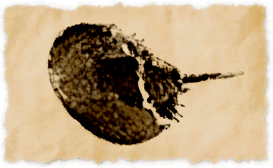 File:Mercenary crab.png