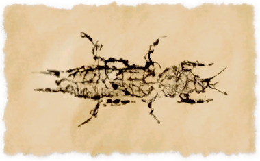 File:Hedgemole cricket.png