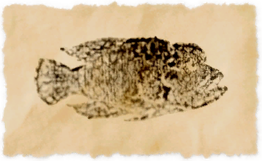 File:Mummer wrasse.png