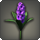 Purple hyacinths icon1.png