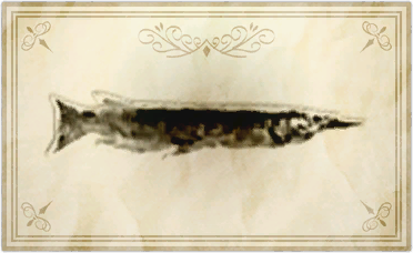 File:Gilt dermogenys.png