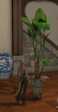 File:Potted Oliphant's Ear scale.png